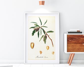 Almond Giclee Art Print, Vintage Botanical Tree Branch Painting, Watercolor Greenery Wall Poster, Archival Quality Illustration #111