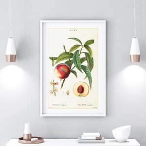 Vintage Peach Botanical Print: French Fruit Tree Illustration (Digital Download)