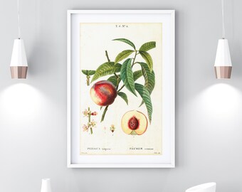 Peach Printable Wall Art, Vintage Botanical Peach Tree Branch Illustration, Kitchen Wall Decor, Downloadable Fruit Poster #154