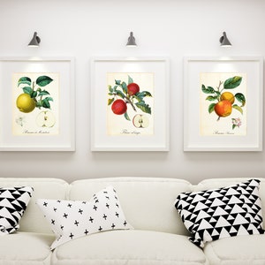 Set von Apple Giclee Art Prints 9 12, Vintage botanische Apfelbaumzweig-Illustrationen, Set von 3 Obst-Küchenpostern in Archivqualität Bild 2