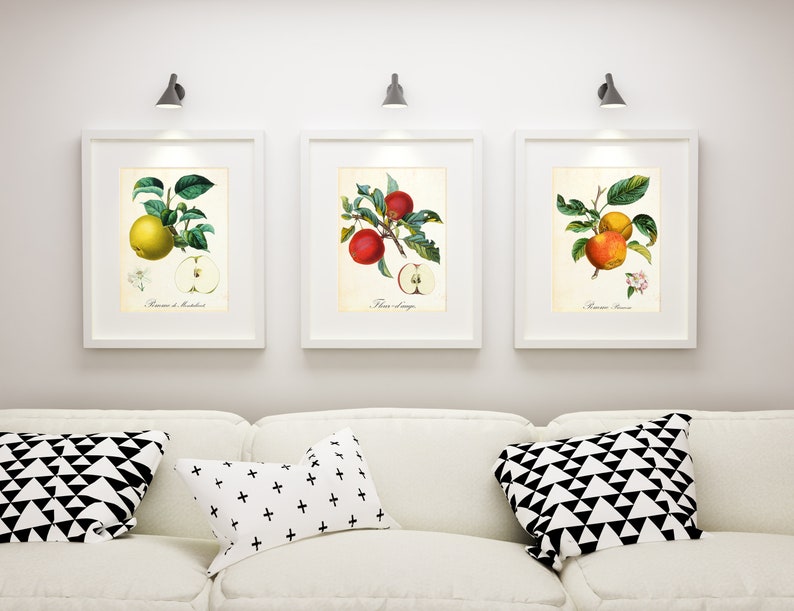 Ensemble dimpressions dart Apple Giclee 912 , illustrations botaniques vintage de branches de pommier, ensemble de 3 affiches de cuisine de fruits de qualité archivistique image 2