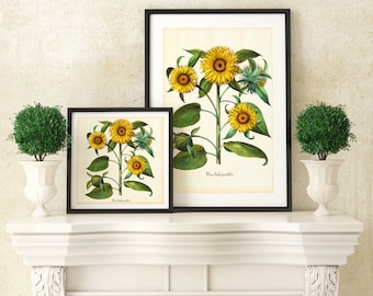 Sunflowers Printable Wall Art Print, Vintage Botanical Sunflowers Illustration, Downloadable Floral Kitchen Poster #080