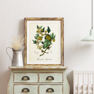 Hop Herb Giclee Art Print, Humulus Lupulus Botanical Wall Art, Vintage Herb Illustration, Archival Quality Greenery Kitchen Poster #045