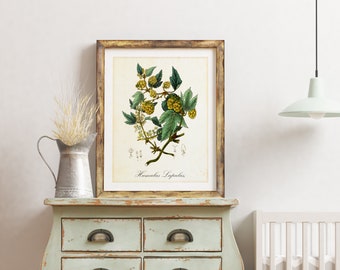 Hop Herb Giclee Art Print, Humulus Lupulus Botanical Wall Art, Vintage Herb Illustration, Archival Quality Greenery Kitchen Poster #045