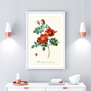 Red Rose Printable Wall Art, Vintage Botanical Rose Watercolor Painting, Rose Kitchen Poster, Downloadable Floral Print #122