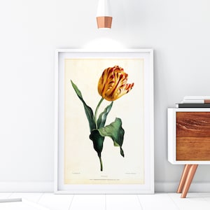 Vintage Tulip Botanical Print: Valentine Bartholomew Floral Art (Digital Download)