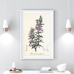 Rosemary Giclee Art Print, Vintage Botanical Rosemary Herb Kitchen Poster, Rosemary Herb Illustration Print, Archival Quality Wall Art #104