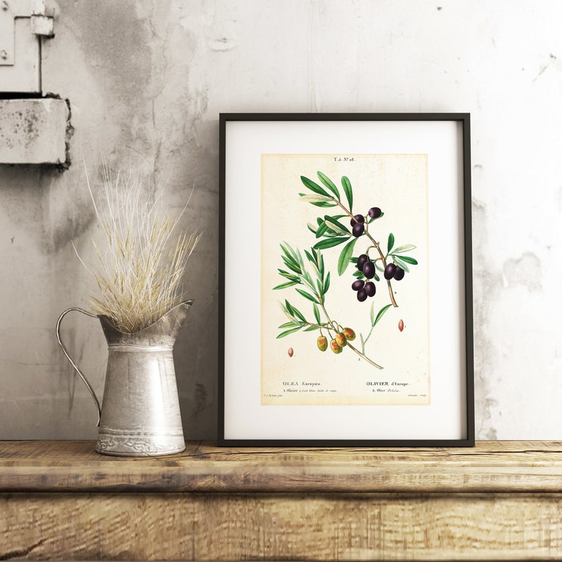 Olive Branch Printable Wall Art Vintage Botanical Olive Tree - Etsy