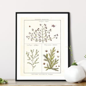 Planten en kruiden Giclee Art Print, vintage botanische illustratie grafiek, kruiden keuken poster, archiefkwaliteit Wall Art #128