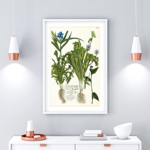 Endive Printable Wall Art, Antique Botanical Greenery Print, Vintage Food Poster, Cichorium Illustration, Downloadable Vegetable Print #124