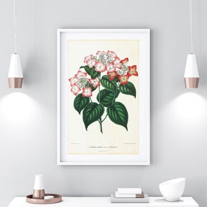 Hydrangea Giclee Art Print, Vintage Botanical Hydrangea Japonica Illustration, Kitchen Floral Poster, Archival Quality Flower Print #108