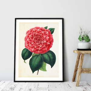 Camellia Printable Wall Art, Antique Botanical Japanese Camellia Illustration Poster, Pink Flower Home Decor, Downloadable Floral Print #095