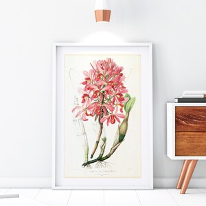 Orchid Giclee Art Print, Vintage Botanical Orchid Plant Illustration, Flower Kitchen Poster, Archival Quality Orchid Wall Art #131