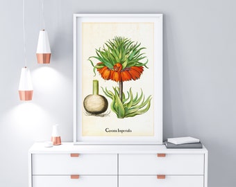 Crown Imperial Giclee Art Print, Vintage Botanical Orange Lily Illustration, Archival Quality Lily Floral Wall Poster #036