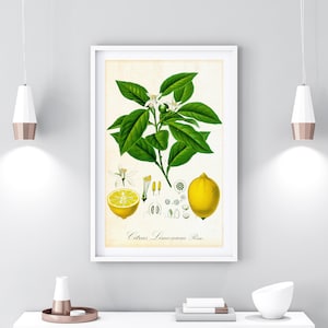 Lemon Citrus Printable Wall Art, Citrus Fruit Botanical Poster, Vintage Kitchen Wall Art, Download Lemon Illustration Print #012