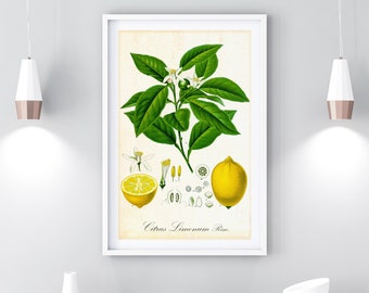 Arte de pared imprimible de cítricos de limón, cartel botánico de frutas cítricas, arte de pared de cocina vintage, descargar impresión de ilustración de limón #012