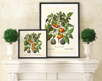 Tomato Giclee Art Print, Vintage Botanical Tomato & Pumpkin Vegetable Poster, Greenery Wall Art, Archival Quality Tomato Picture #007