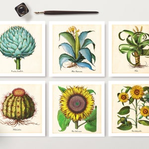 Jeu de cartes imprimables botaniques de 6, Succulent, Cactus, Artichaut, Aloès, Tournesols, Illustrations botaniques vintage