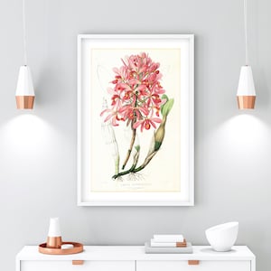 Orchid Printable Wall Art, Vintage Botanical Orchid Flower Illustration, Floral Kitchen Poster, Downloadable Orchid Print #131