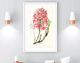 Orchid Printable Wall Art, Vintage Botanical Orchid Flower Illustration, Floral Kitchen Poster, Downloadable Orchid Print #131