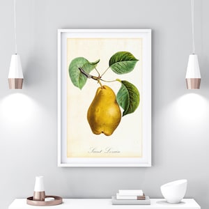 Yellow Pear Printable Wall Art, Vintage Botanical Pear Tree Branch Illustration, Fruit Kitchen Decor, Digital Downloadable Pear Poster #063
