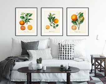 Set of 3 Citrus Printable Wall Art, Vintage Botanical Orange Tree Branch Illustrations, Kitchen Decor Posters, Set of 3 Downloadable Prints