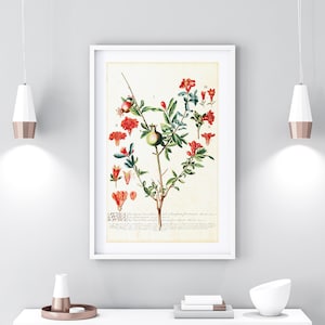 Pomegranate Printable Wall Art, Vintage Botanical Fruit Tree Branch Illustration, Downloadable Pomegranate Print #113