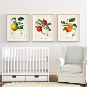 Ensemble dimpressions dart Apple Giclee 912 , illustrations botaniques vintage de branches de pommier, ensemble de 3 affiches de cuisine de fruits de qualité archivistique image 5