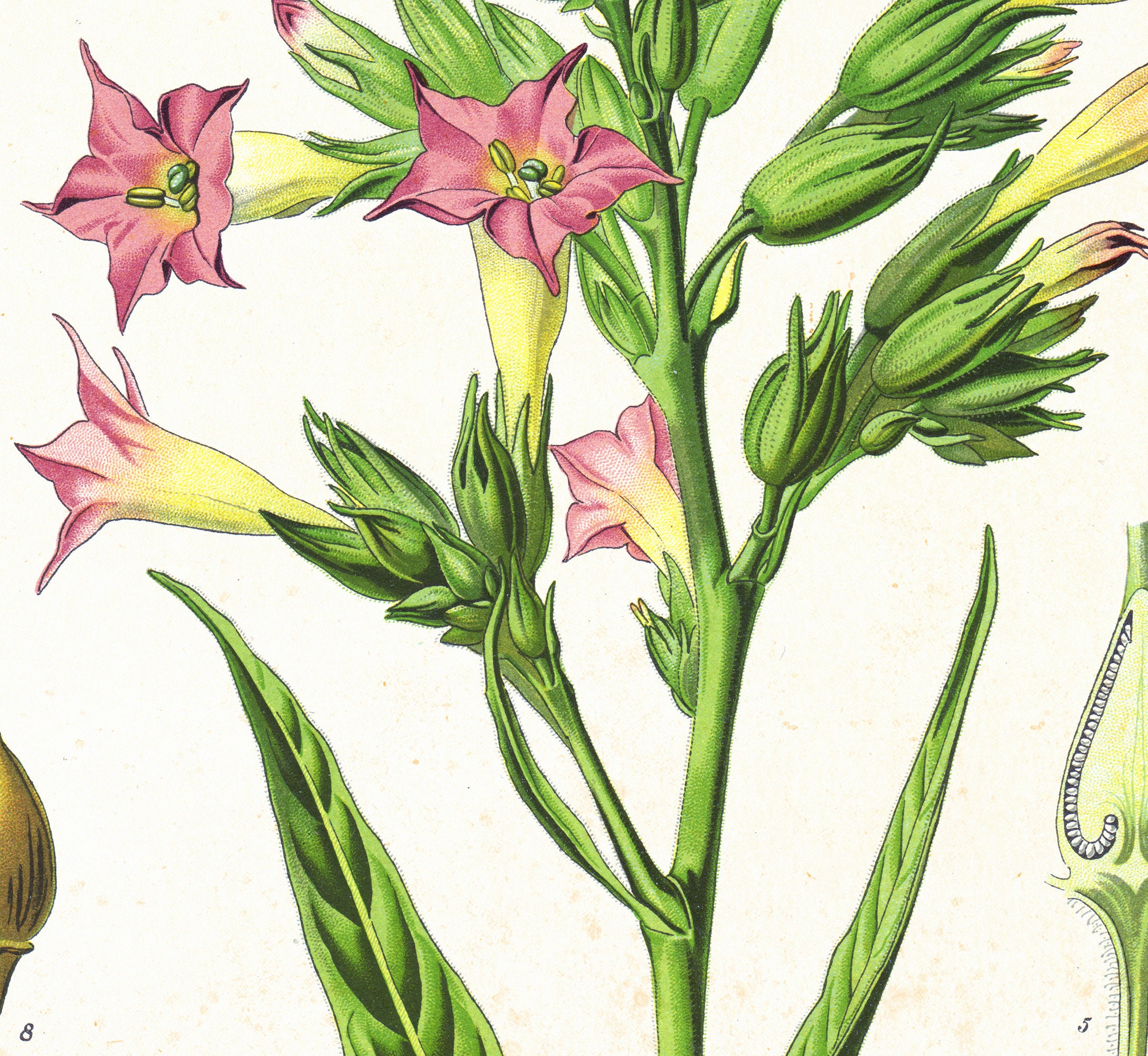 Tobacco Printable Wall Art Poster, Vintage Tobacco Plant Botanical Illustration, Greenery Wall ...