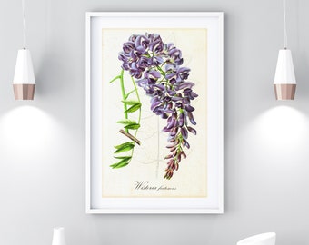 Wisteria Giclee Art Print, Vintage Botanical American Wisteria Painting, Flower Kitchen Poster, Archival Quality Wisteria Illustration #109