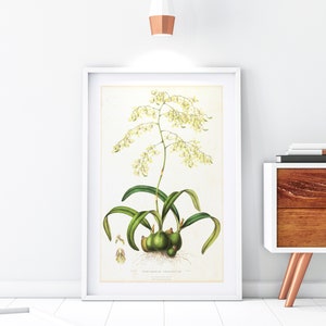Orchid Giclee Art Print, Vintage Botanical Orchid Plant Illustration, Flower Kitchen Poster, Archival Quality Orchid Wall Art #130