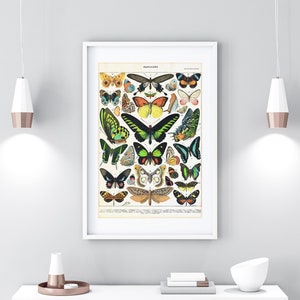 Stampa d'arte giclée di farfalle, dipinto Papillon vintage di Adolphe Millot, poster di grafici di insetti, arte della parete di entomologia con inchiostro d'archivio #090