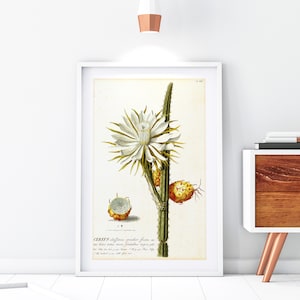 Cereus Giclee Art Print, Vintage botanische Kaktus-Blumen-Illustration, Blumen-Wand-Dekor, Archival-Qualitäts-Blumenküche-Poster #163