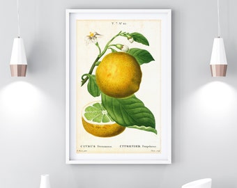 Arte de pared imprimible de pomelo cítrico, ilustración de cítricos botánicos vintage, decoración de cocina cítrica, cartel de cítricos descargable digital #014