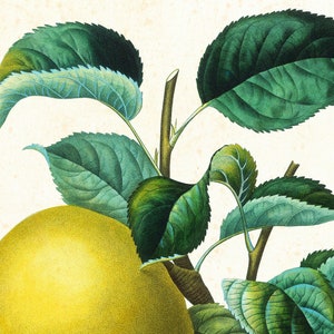 Set von Apple Giclee Art Prints 9 12, Vintage botanische Apfelbaumzweig-Illustrationen, Set von 3 Obst-Küchenpostern in Archivqualität Bild 6