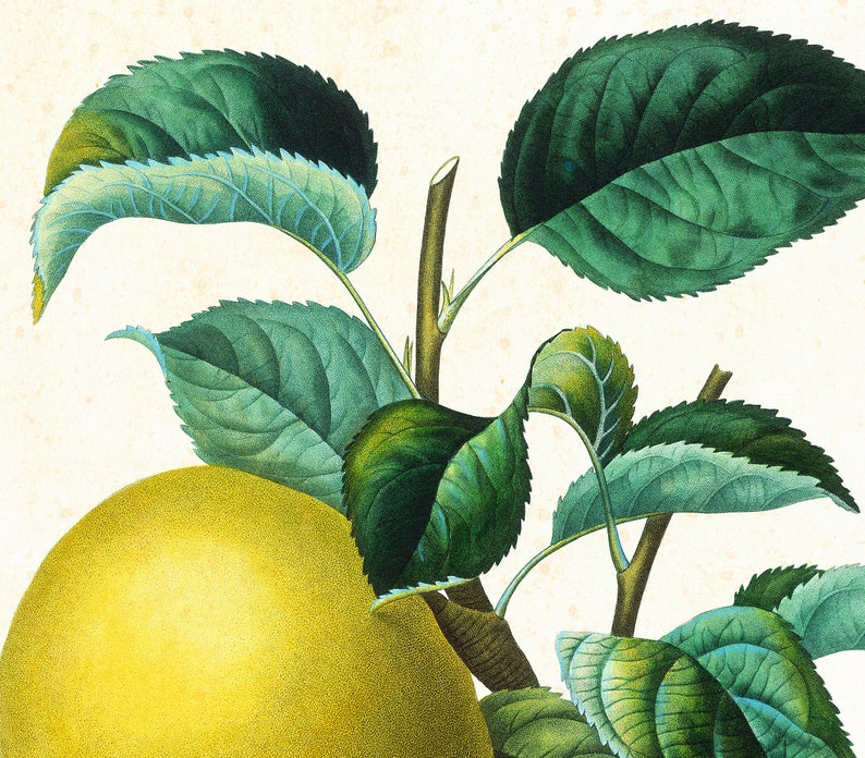 Set von Apple Giclee Art Prints 9 12, Vintage botanische Apfelbaumzweig-Illustrationen, Set von 3 Obst-Küchenpostern in Archivqualität Bild 6