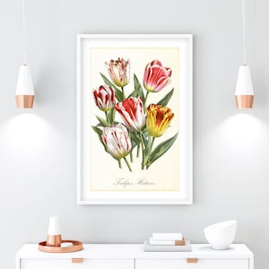 Vintage Tulip Botanical Art Print: Floral Home Decor (Digital Download)