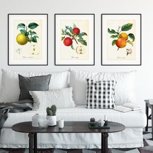 Set von Apple Giclee Art Prints 9 12, Vintage botanische Apfelbaumzweig-Illustrationen, Set von 3 Obst-Küchenpostern in Archivqualität Bild 7
