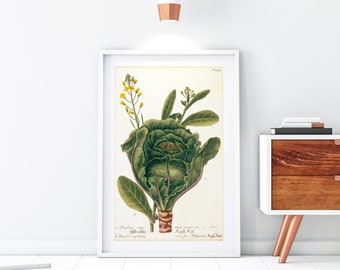 Cabbage Giclee Art Print, Vintage Botanical Greenery Wall Art, Vegetable Kitchen Poster, Archival Quality Illustration Print #123