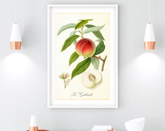 Peach Printable Wall Art, Vintage Botanical Peach Tree Branch Poster, Kitchen Wall Decor, Downloadable Fruit Illustration Print #183