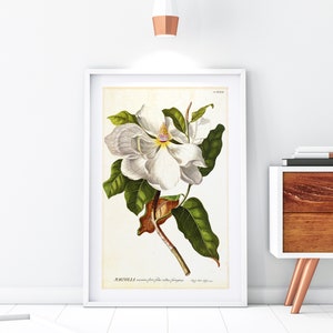 Vintage Magnolia Botanical Print: White Flower Illustration (Digital Download)