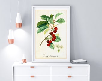 Cherry Giclee Art Print, Antique Botanical Cherry Branch Illustration, Archival Quality Fruit Tree Wall Poster #004