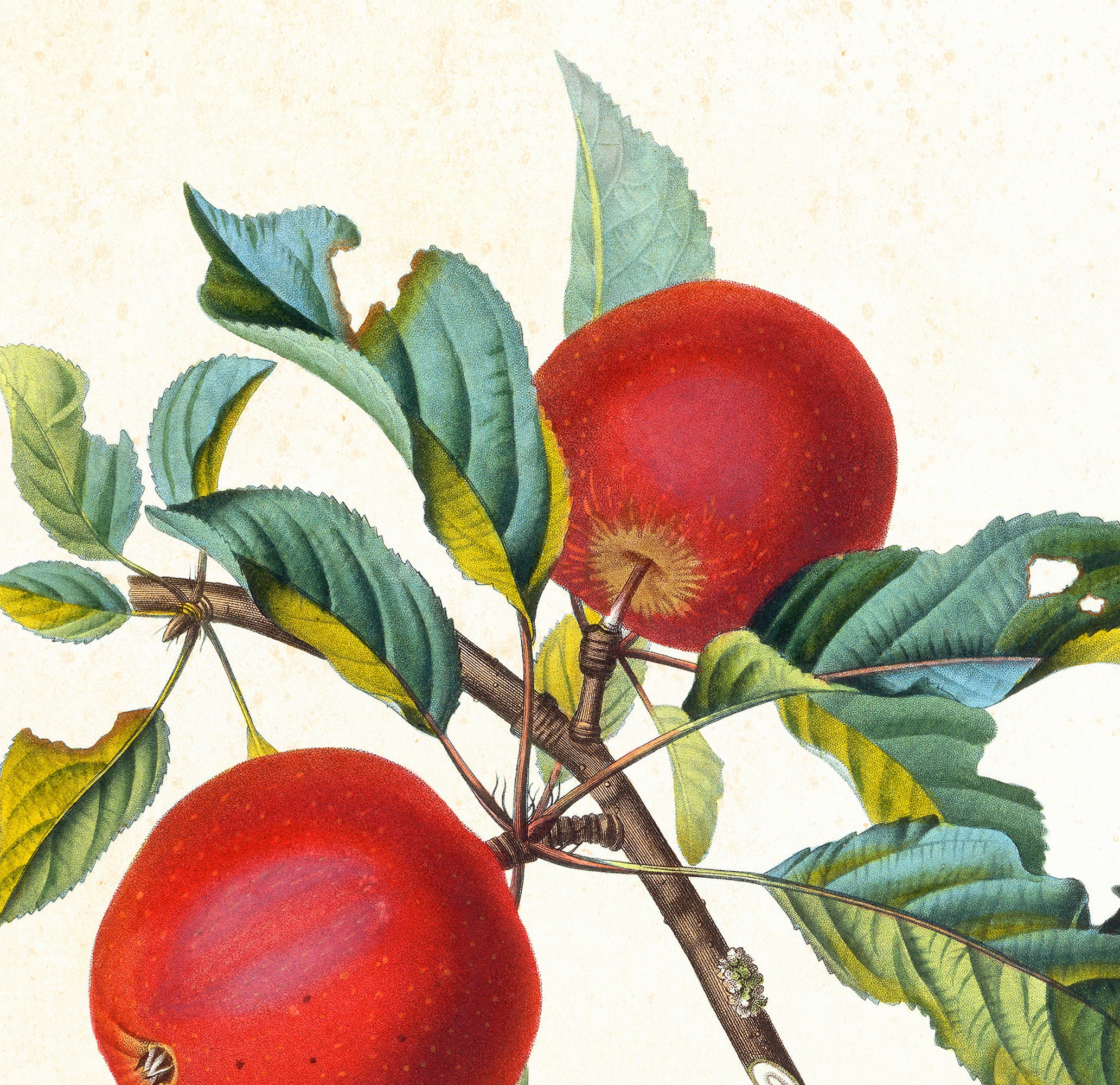 Set of 3 Apple Printable Botanical Wall Art Vintage Apple | Etsy