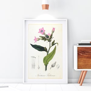Tobacco Printable Wall Art Poster, Vintage Tobacco Plant Illustration, Botanical Wall Decor, Downloadable Tobacco Print #105
