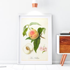 Peach Giclée Art Print, Vintage Botanical Peach Tree Branch Illustration, Kitchen Wall Decor, Archival Quality Fruits Poster #184