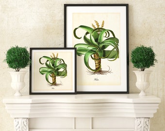 Aloe Giclee Art Print, Vintage Botanical Succulent Illustration, Archival Quality Grrenery Wall Poster #023