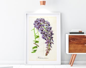 Wisteria Printable Wall Art, Vintage Botanical American Wisteria Illustration, Floral Kitchen Poster, Downloadable Wisteria Print #109