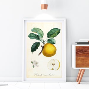 Vintage Apple Botanical Print: Yellow Fruit Kitchen Decor (Digital Download)