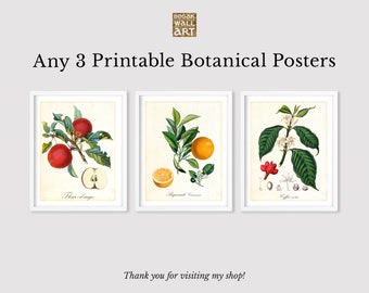 Set of 3 Printable Botanical Wall Art, Any 3 Vintage Botanical Illustration Prints, Downloadable Kitchen Poster Set