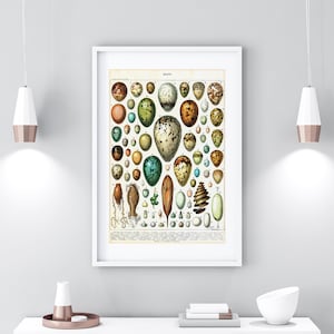 Eggs Giclee Art Print, Vintage Oeufs Illustration by Adolphe Millot, Birds Eggs Ornithology Chart, Archive Quality Kitchen Wall Poster #091